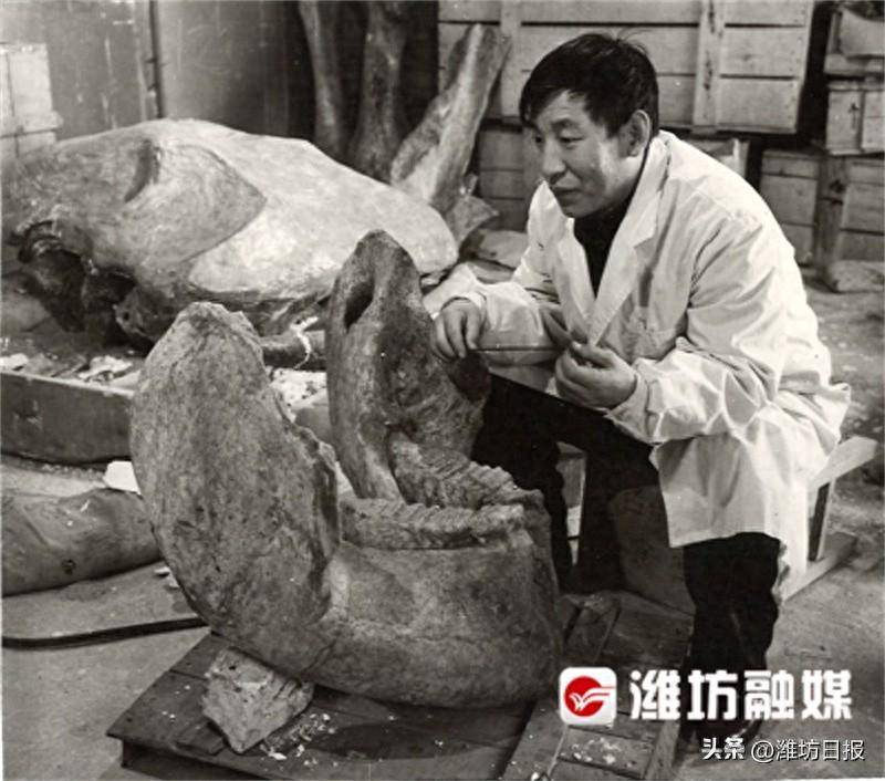 化石_进行_展览