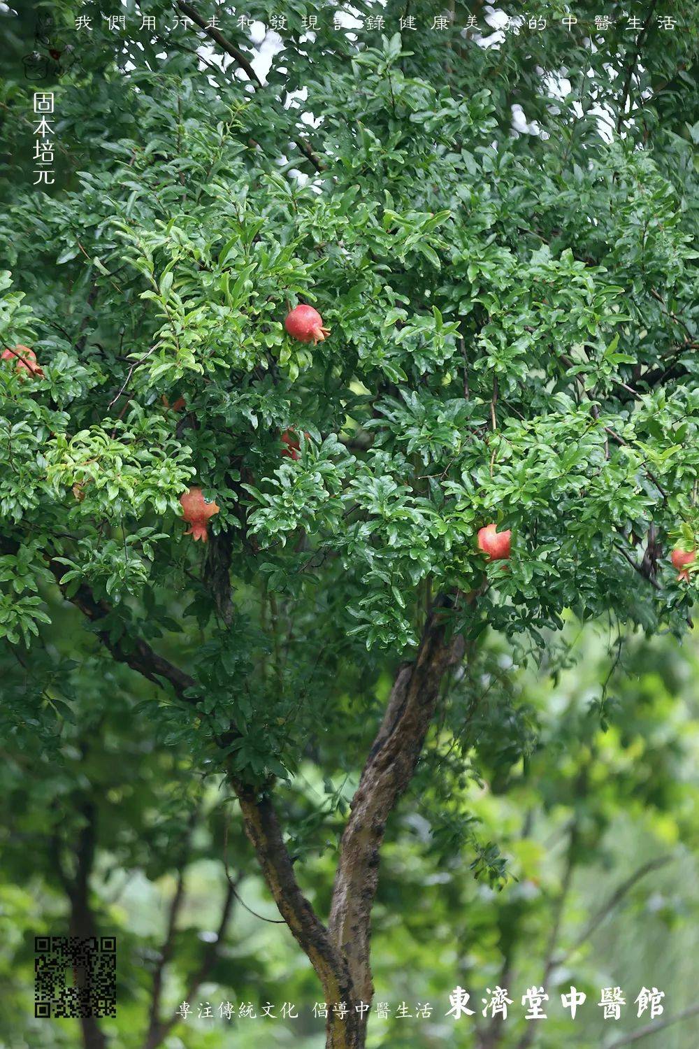 秋天苹果树图片大全图片