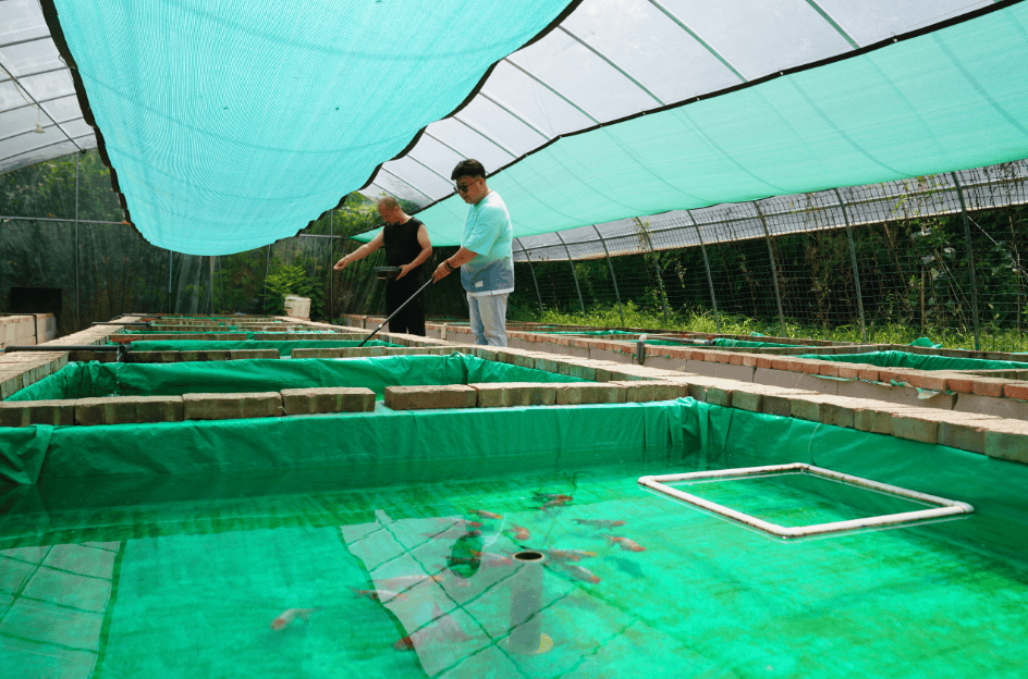 让非遗"游"出活色生香～_金鱼_养殖_文化