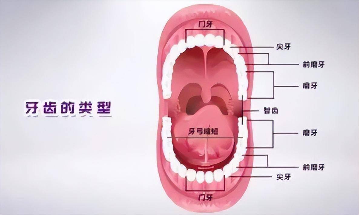 牙齿的组成图片