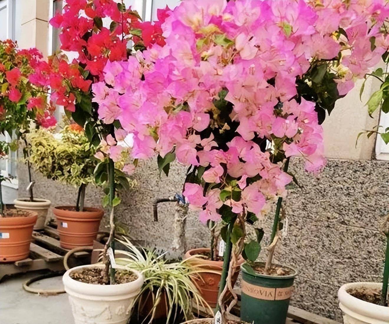 夏季养"5种花",天天开花,表现完美,开花开不停,再热也不怕