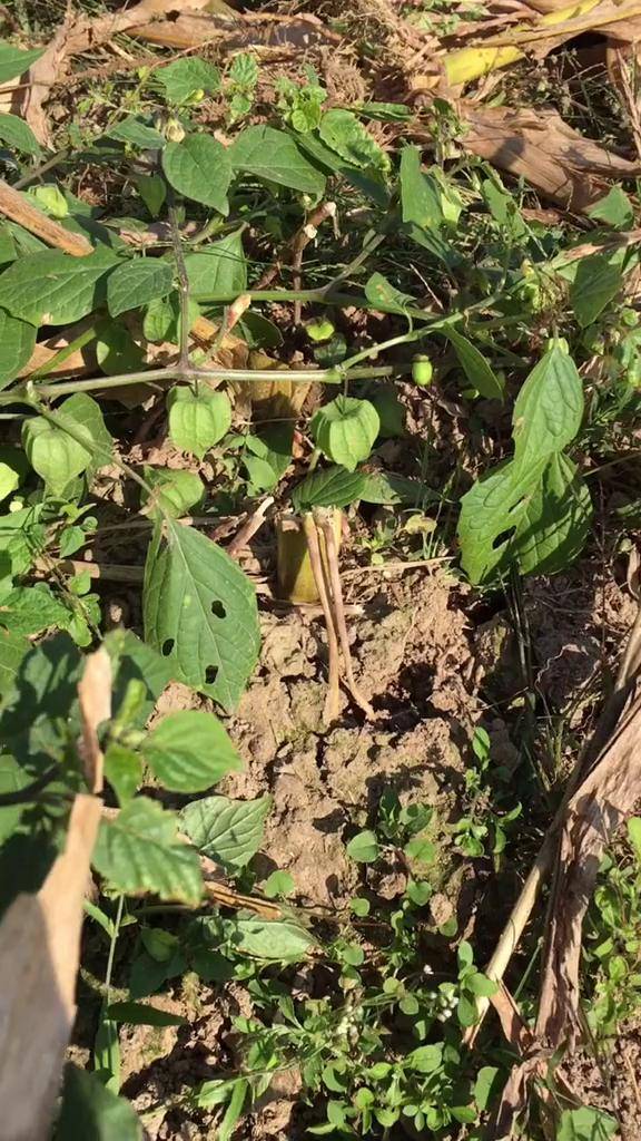 满地的天宝子,绿油油的小菜园还有喜欢爬树的花大姐