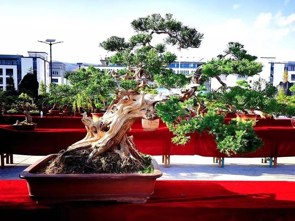 气候温和,四季分明,土壤肥沃,文化底蕴深厚,交通区位优越,名贵树木