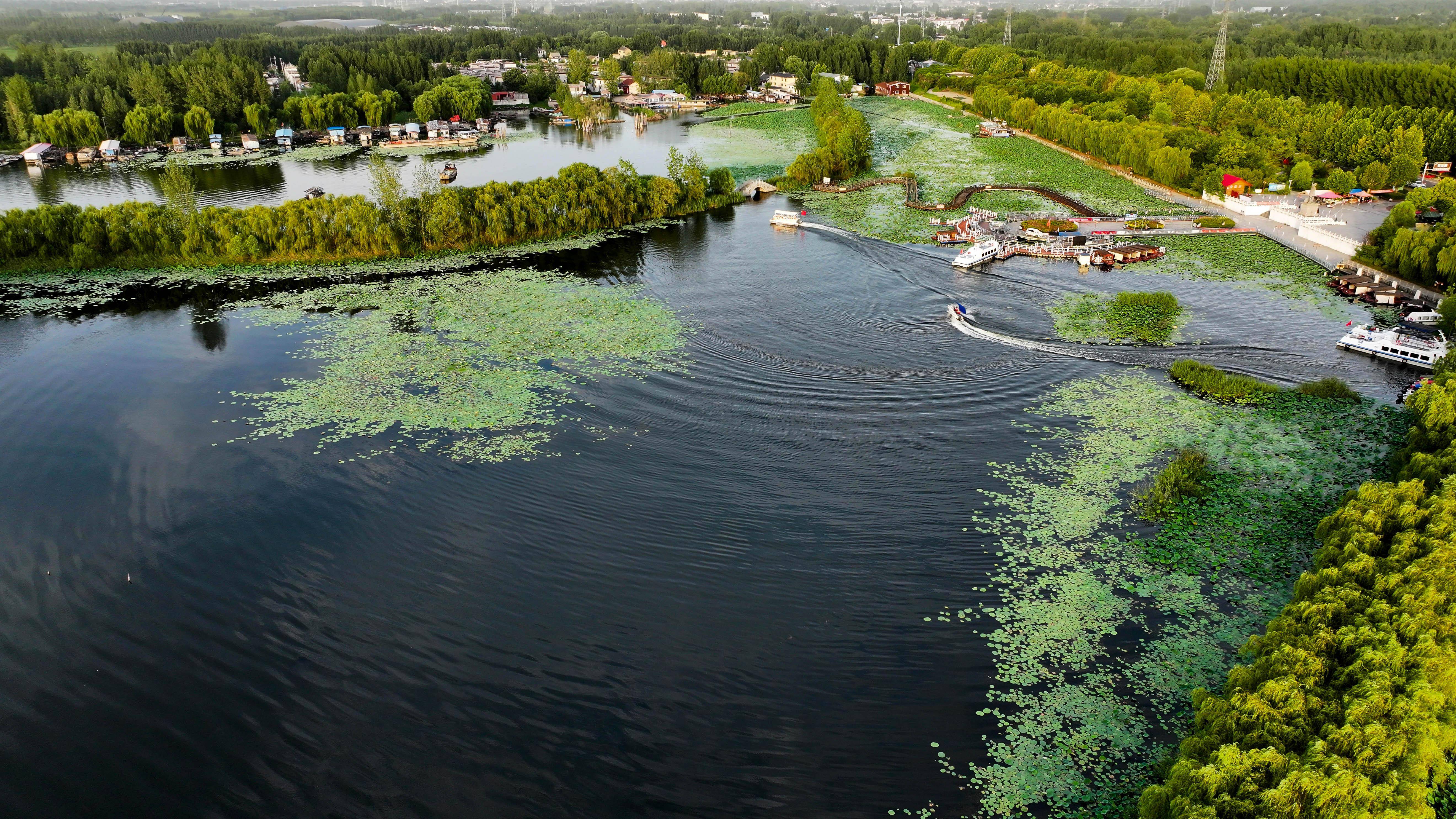 山东微山:湿地保护彰显生态靓色_微山县_济宁_郭绪雷