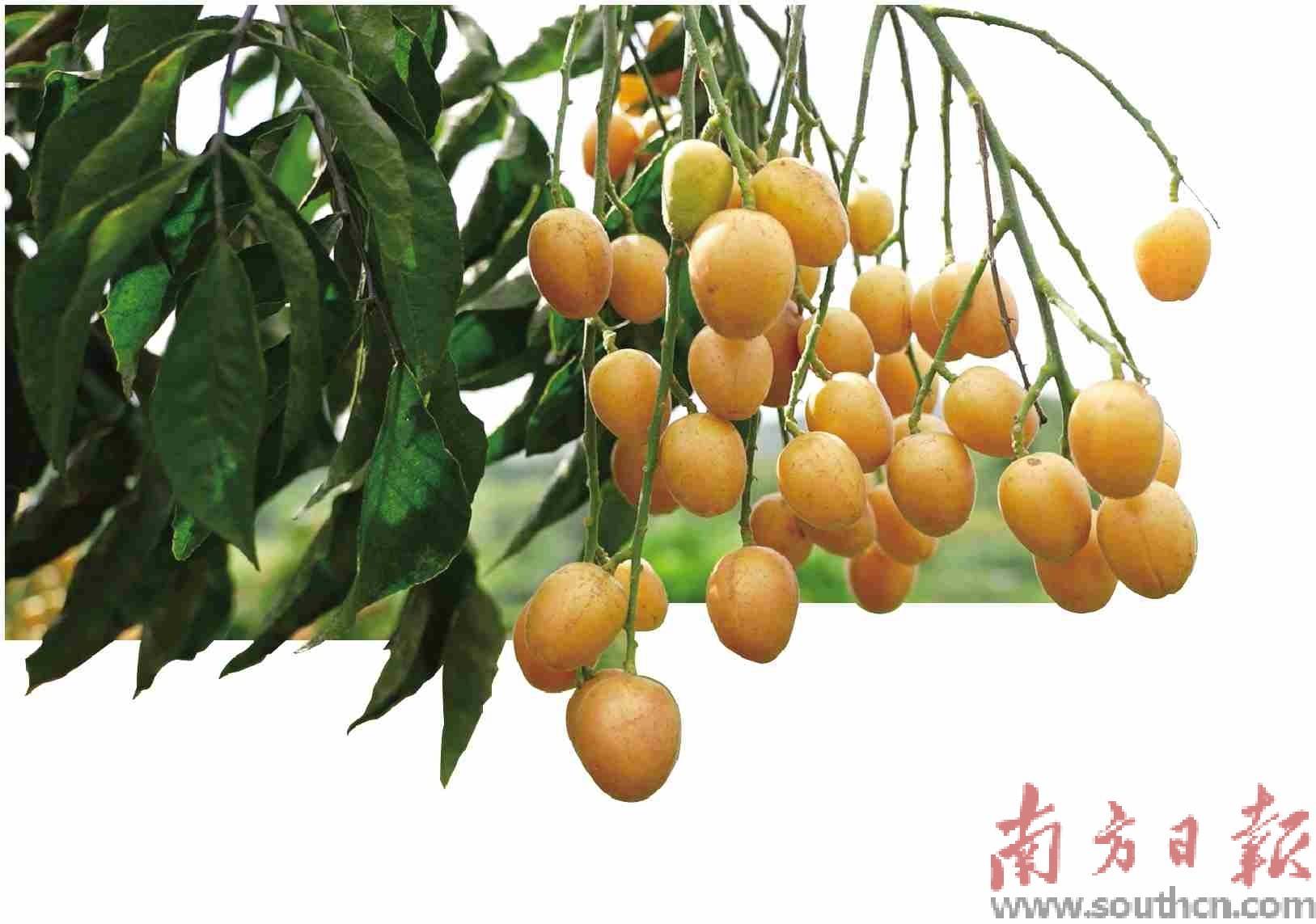 无核黄皮“乘风起”_郁南_活动_建城镇