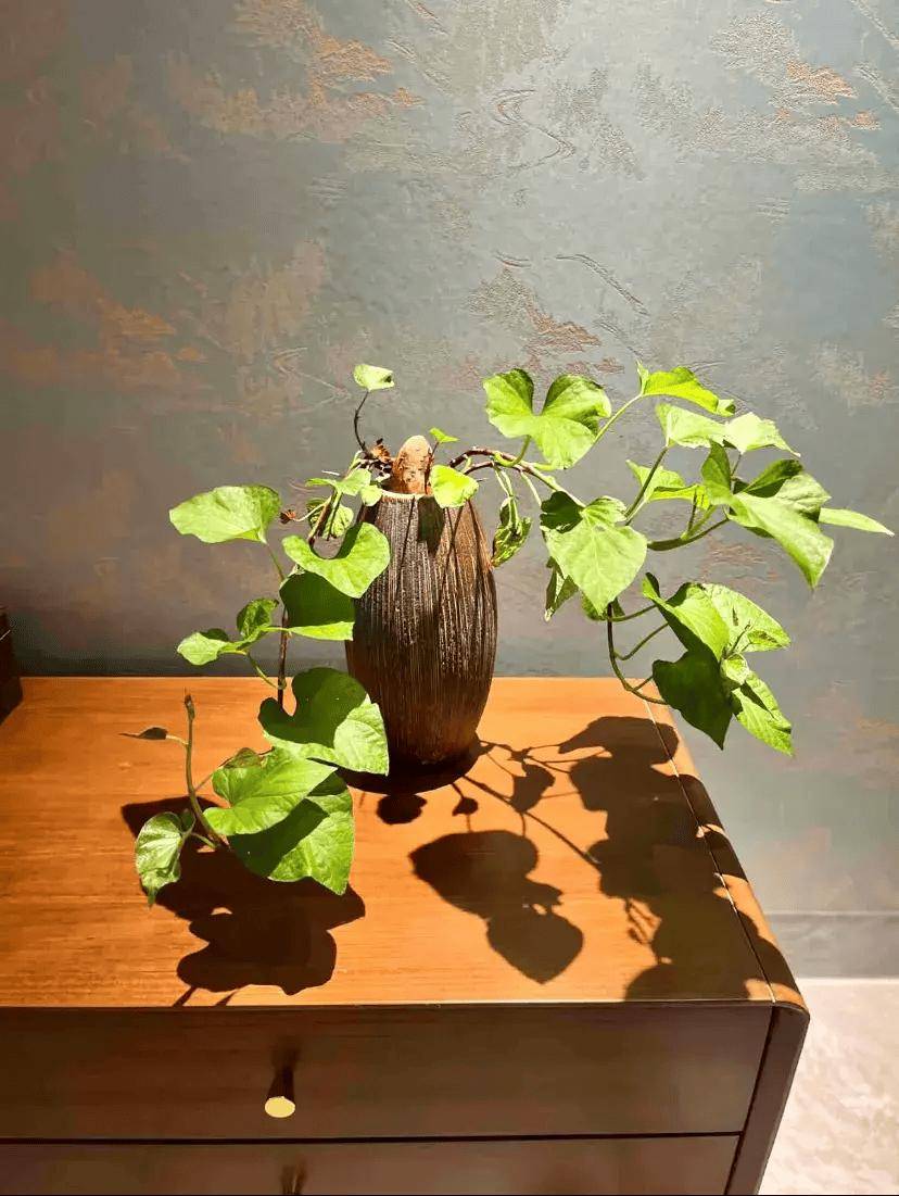 四川一姑娘给红薯"造型",养成盆景太美了,价值翻了50倍