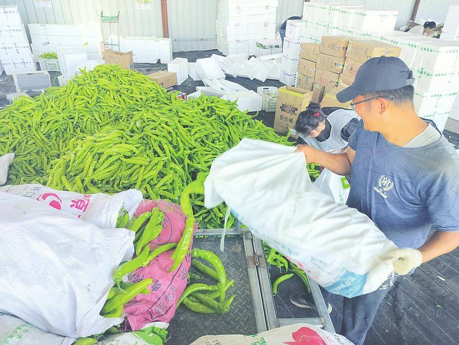 收购现场,工人们忙碌而有序地进行着辣椒的分拣与