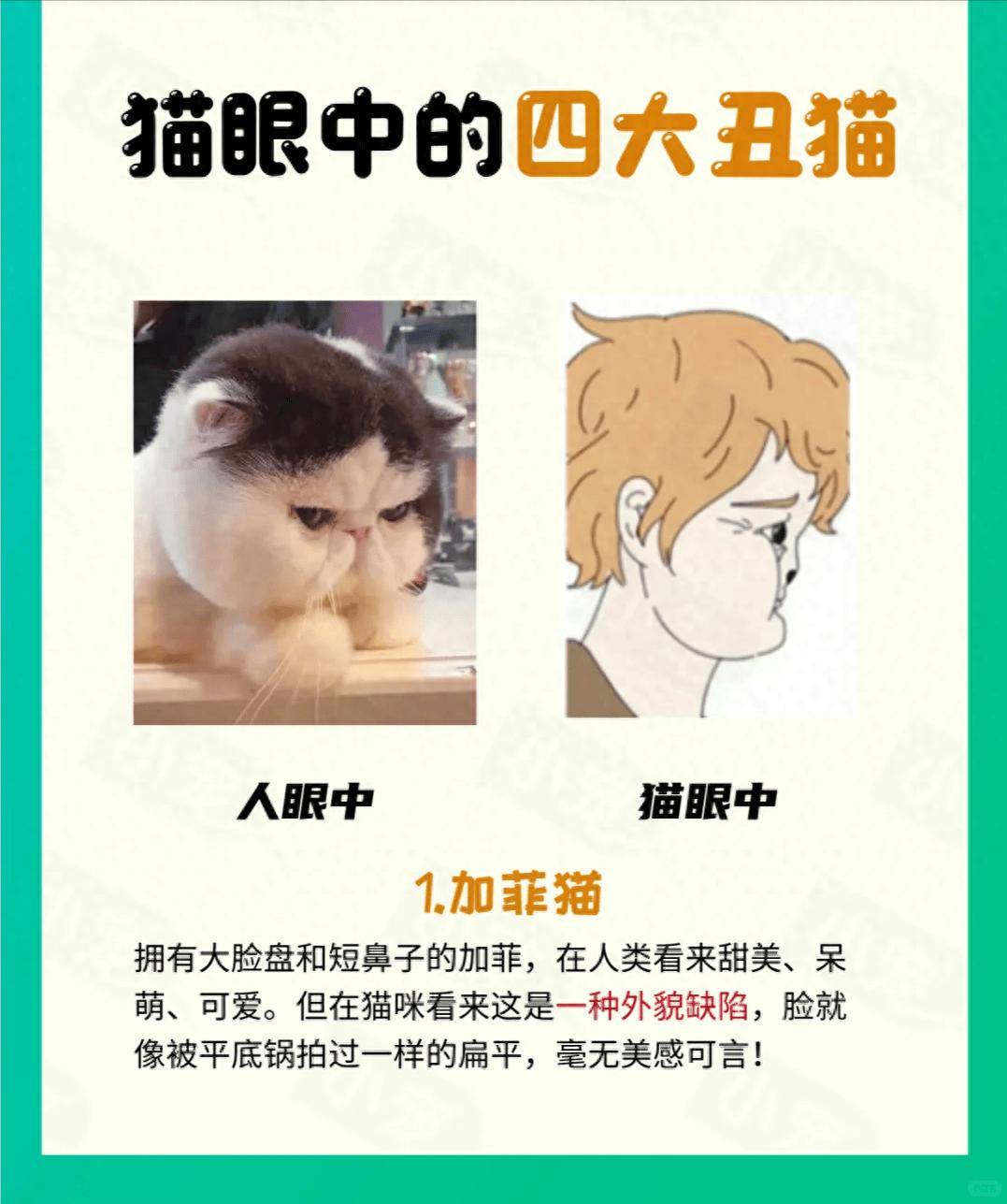 揭秘猫咪眼中的‘丑猫’标准，看完后破防了！_审美_白猫_加菲猫