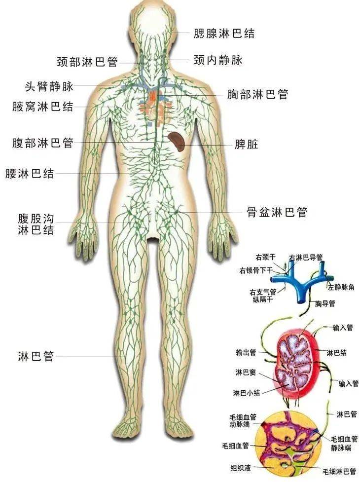 全身淋巴分布图清晰图片