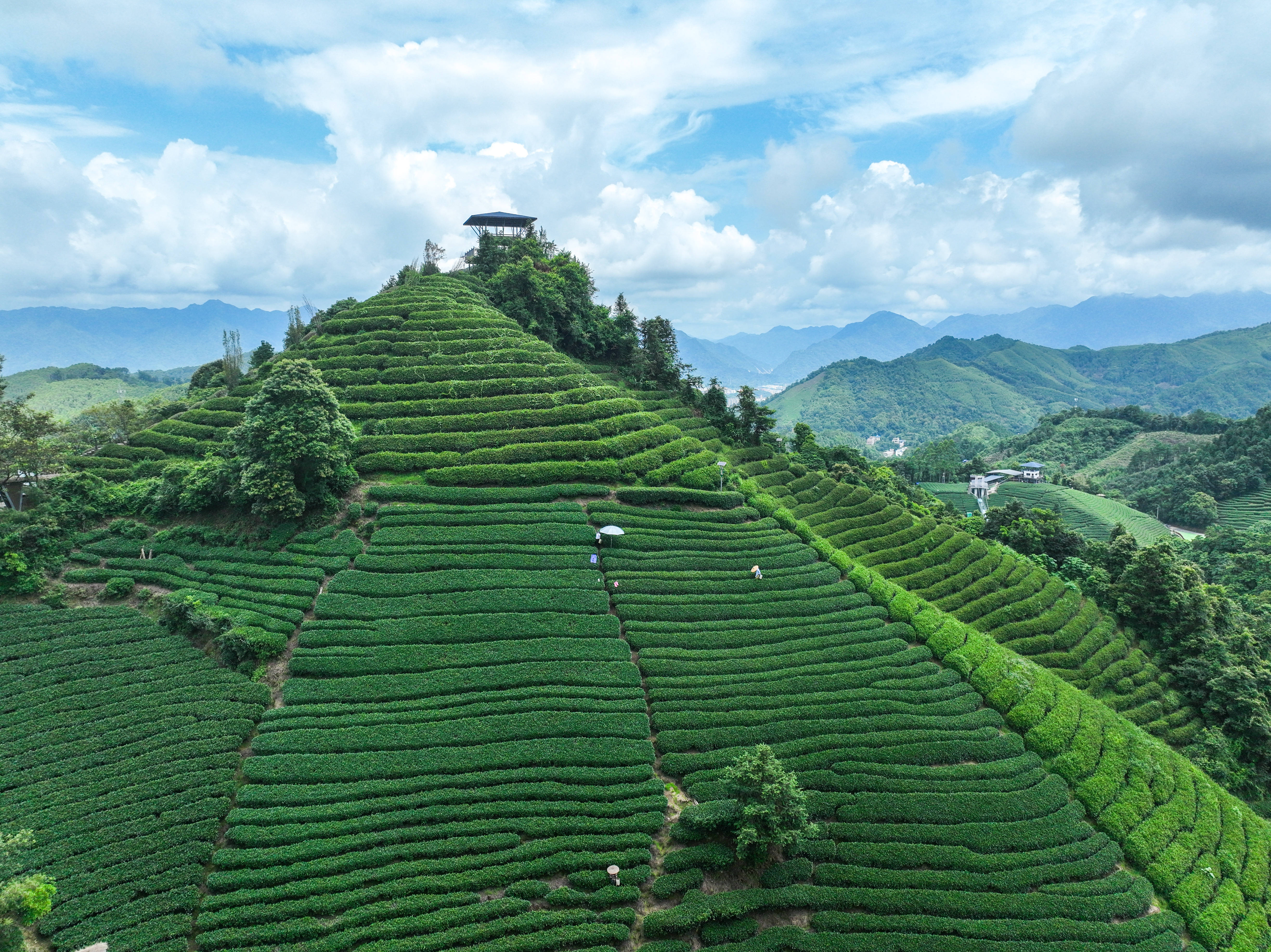 秋茶采摘忙