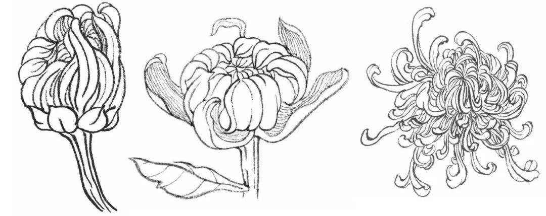 【国画教程】带您了解工笔菊花的基础画法!