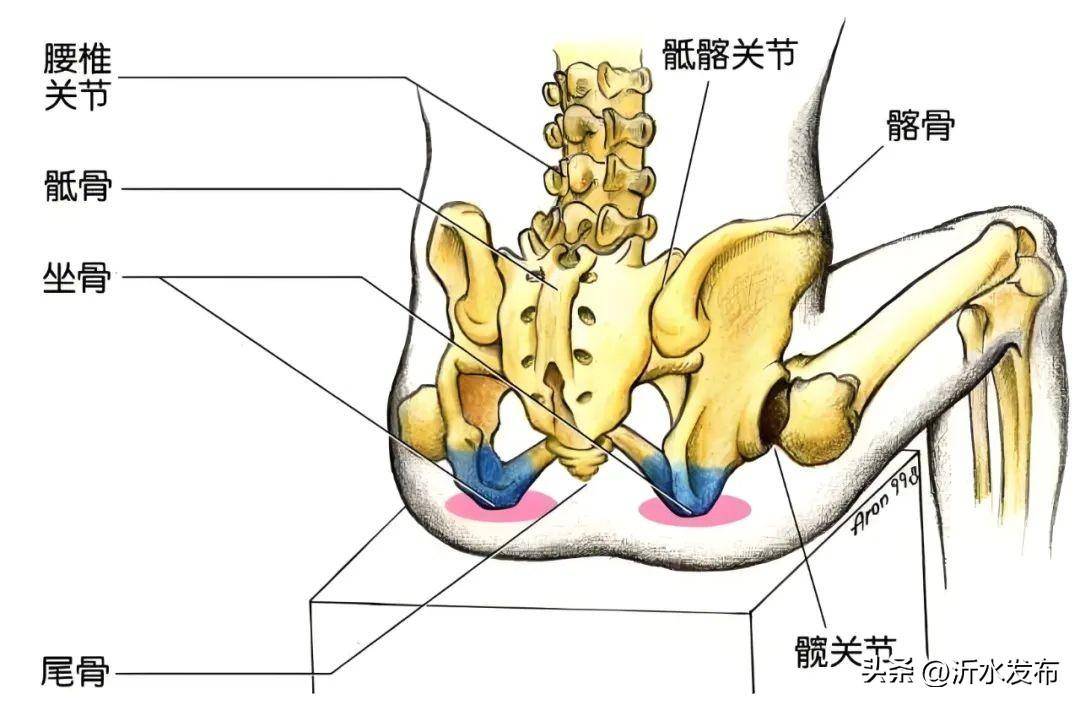 臀骨位置图图片