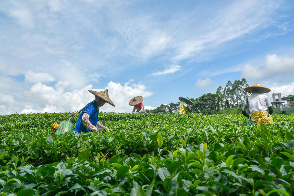 秋茶采摘忙