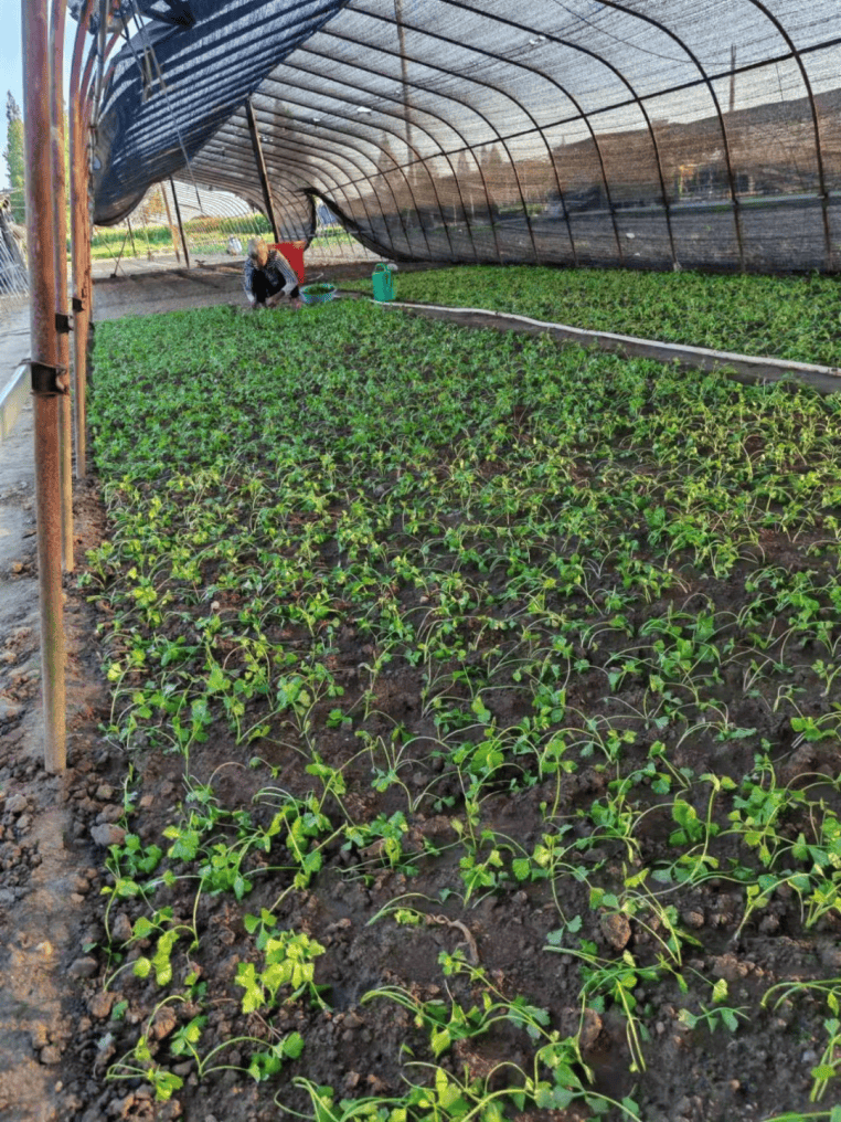 室内种植致富图片