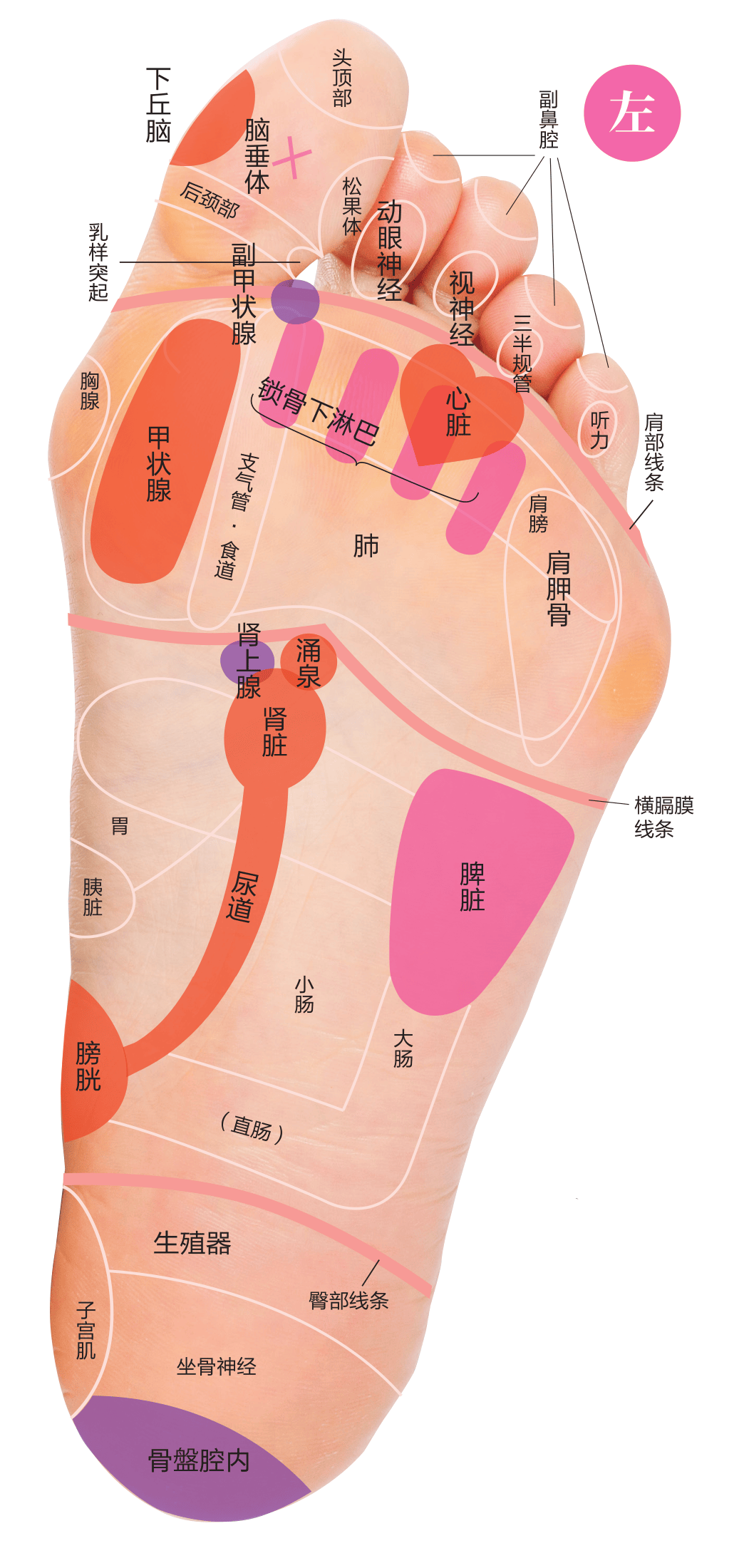 脚底按摩顺序图片