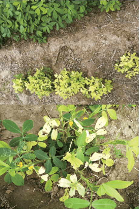 花生缺乏什么营养元素?高清图片,一看就清楚!