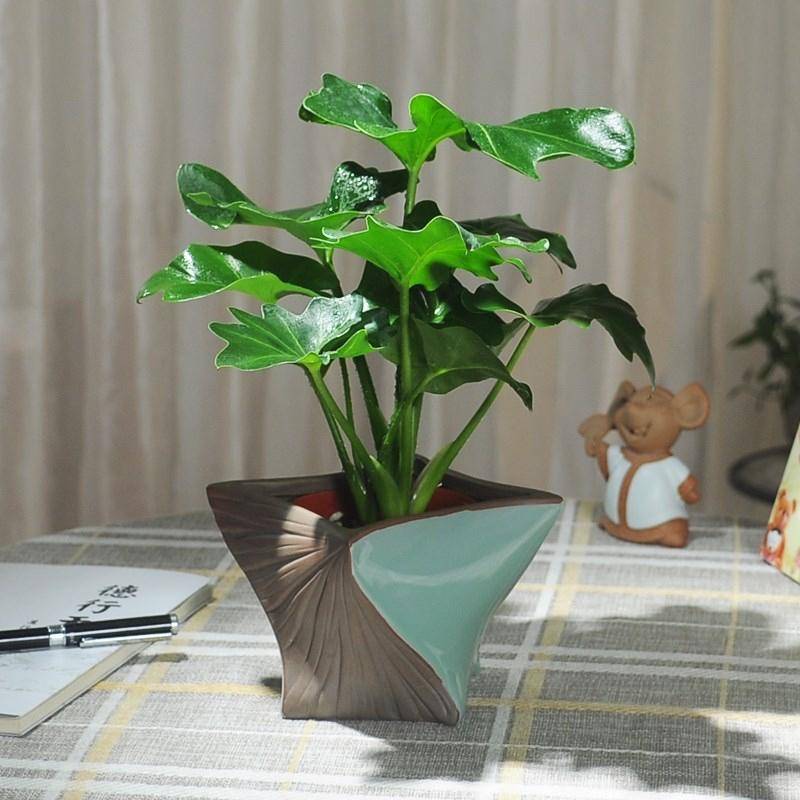 耐阴好养,吸收水分杀毒灭菌,干净清爽_盆栽_环境_绿色植物