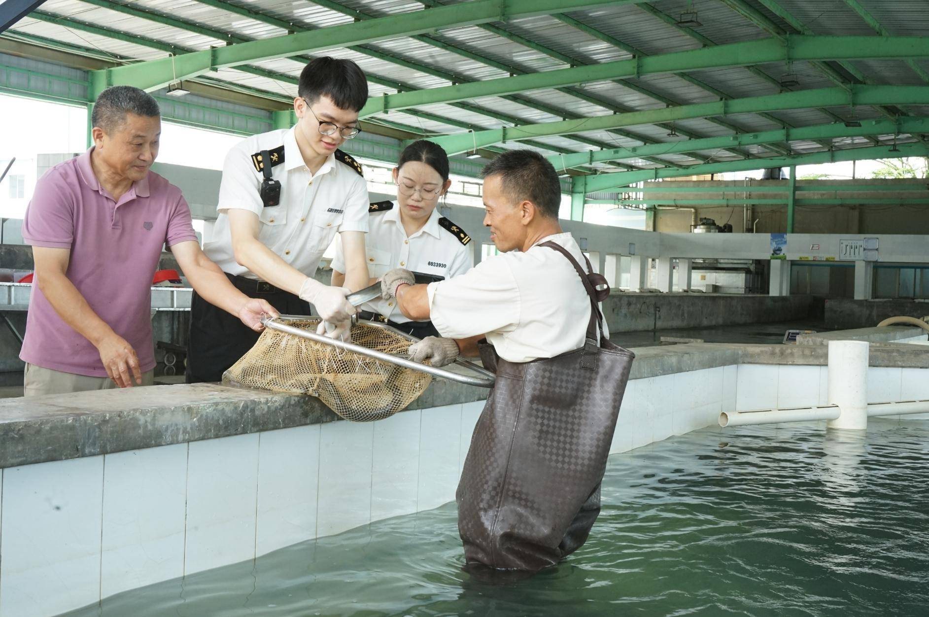 江门:海关助推"台山鳗鱼"走俏日韩市场