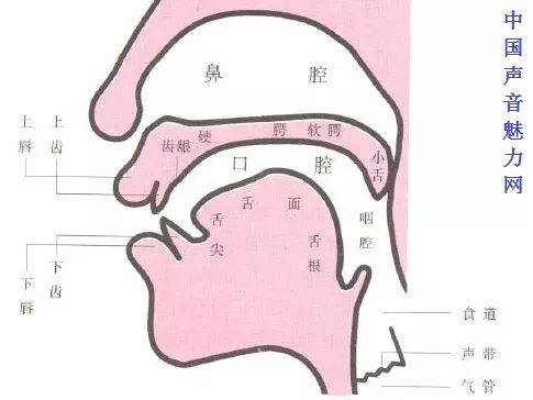 腭舌弓是哪里图片