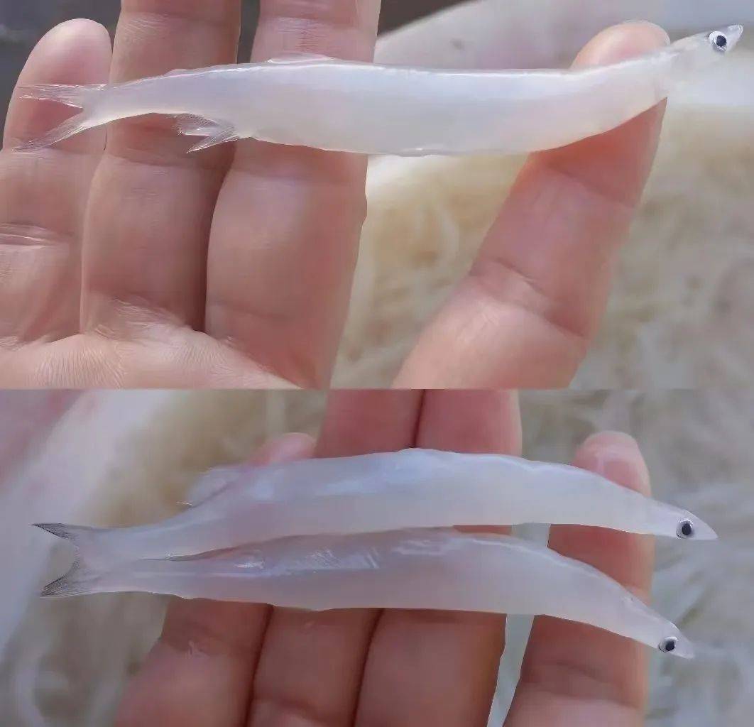 太湖新银鱼:洱海星空为谁闪烁