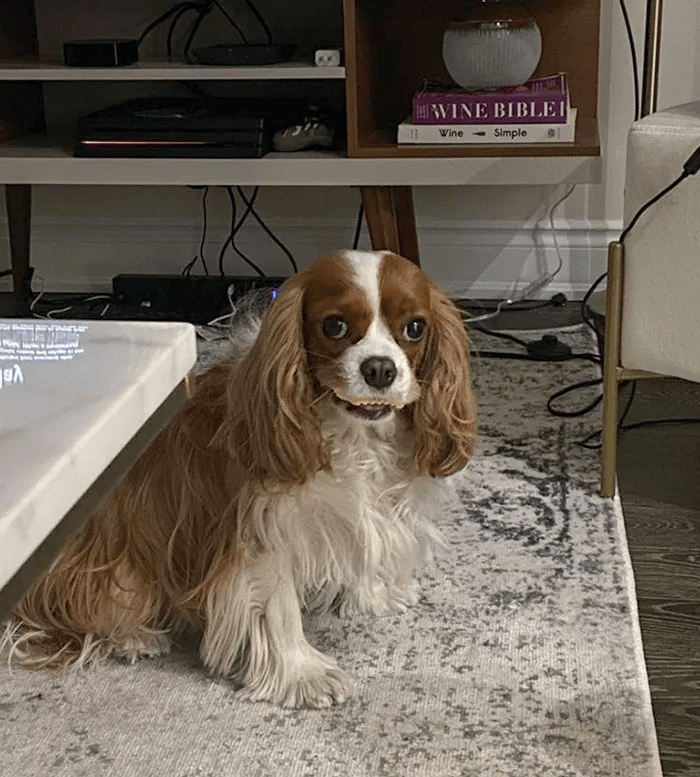 "我养的不是狗,是个小毛贼".这些小毛贼还都怪可爱的!