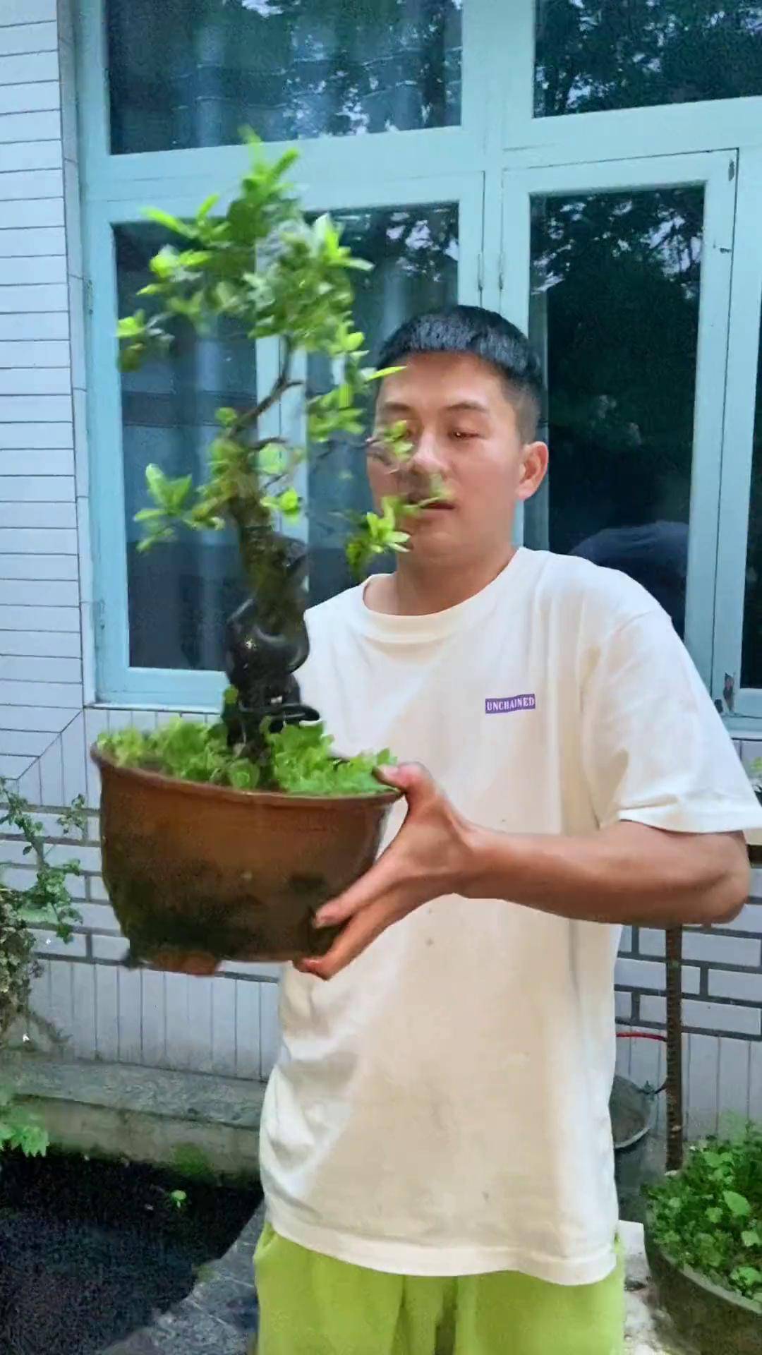 精品人工桩金弹子 盆景