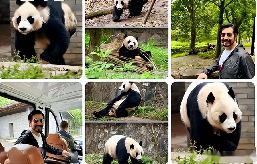 费翔发文缅怀相识20年,感谢工作人员照护"戴丽"_大熊猫_保护_成龙