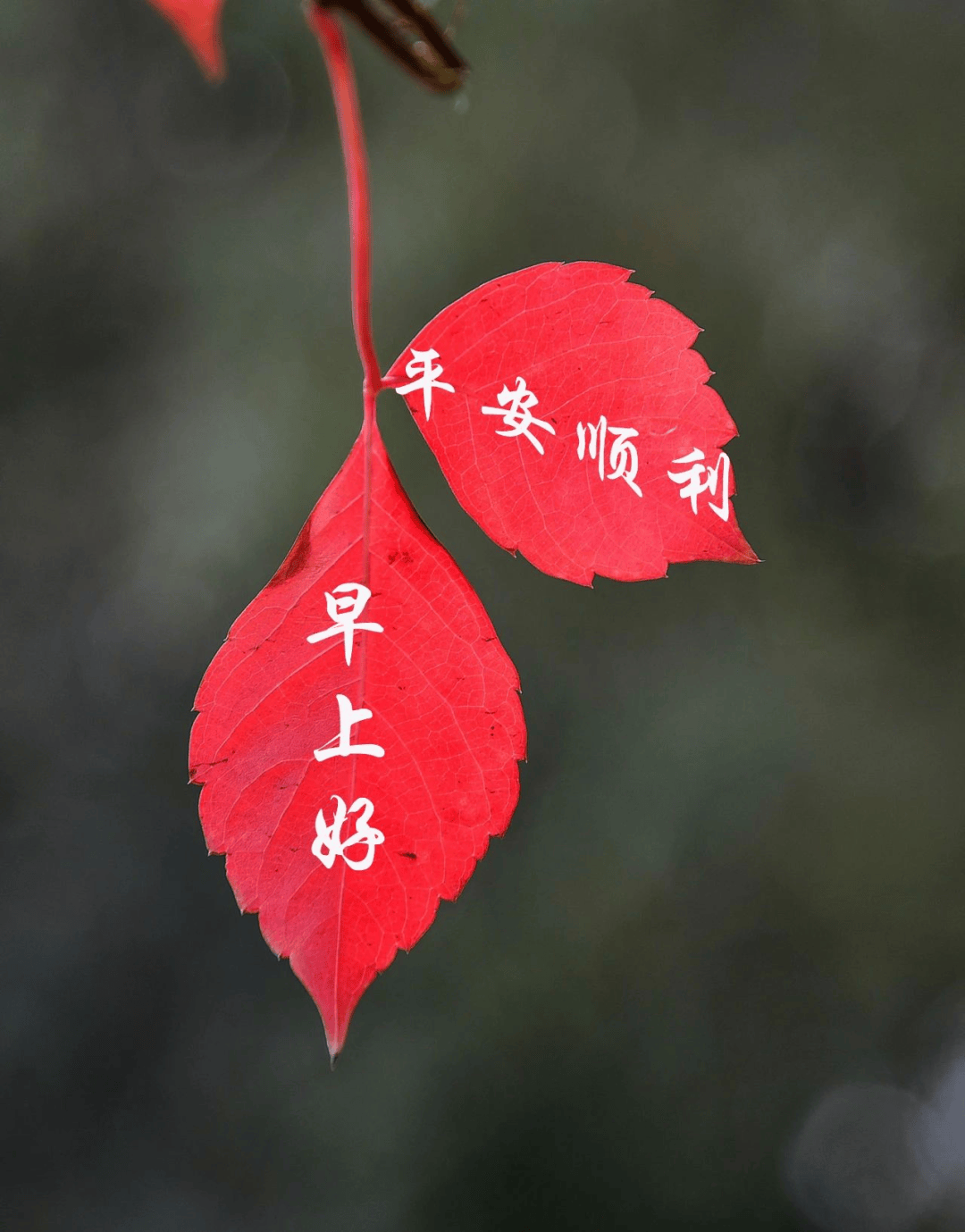 超美早上好图片大全花图片