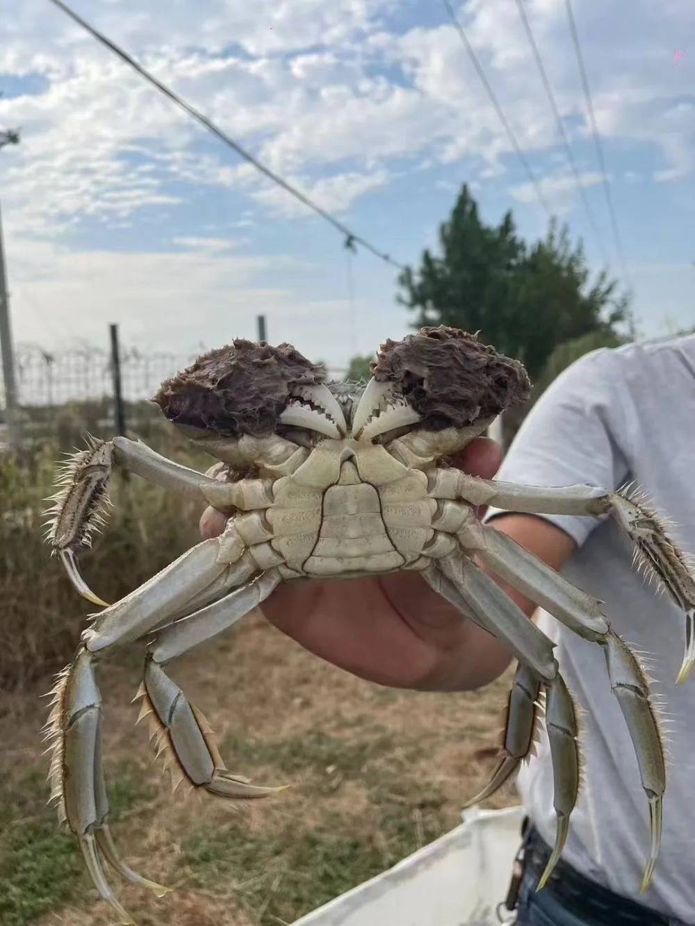 九龙坡的阳澄湖大闸蟹中秋不爽约