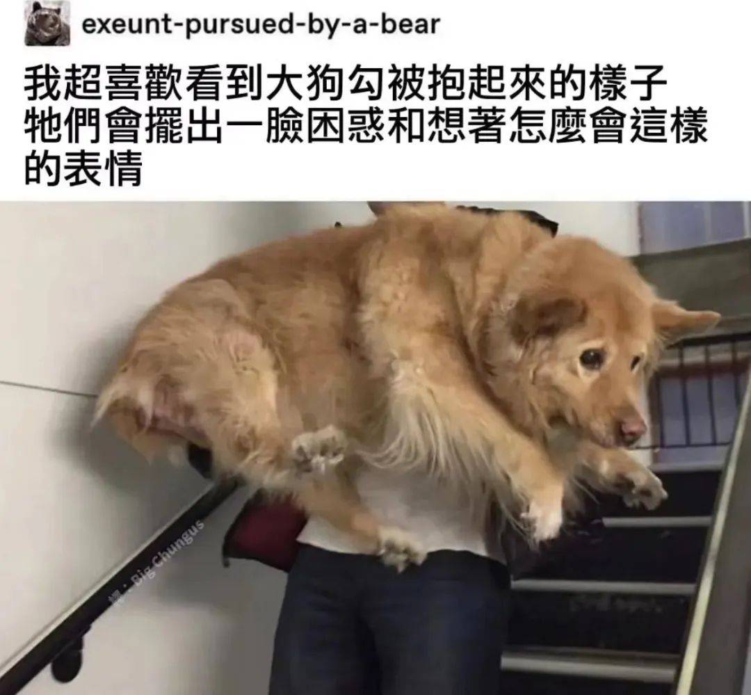 萌萌宠物世界Adorable Pet World | Kuala Lumpur, image size:1080x999