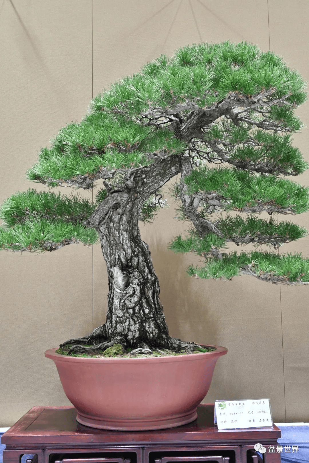 他的松柏,大气!