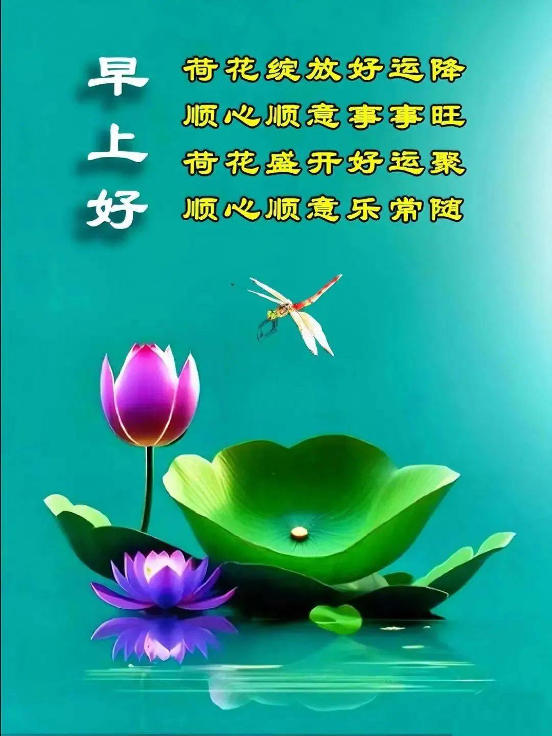 早上好的莲花图片大全图片