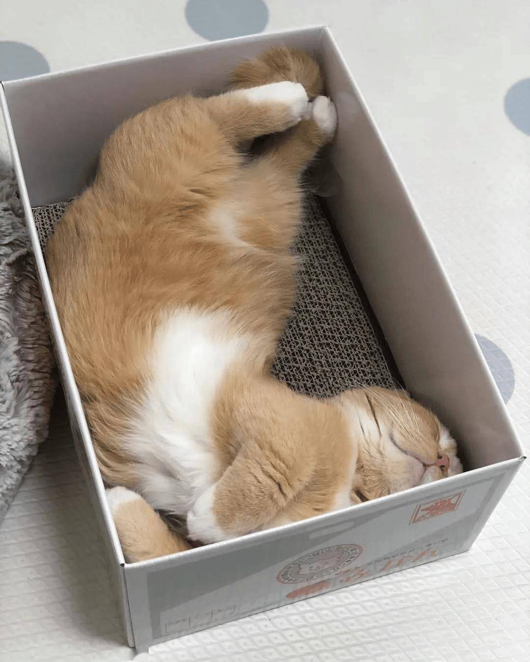 论纸盒对猫咪产生的魔力