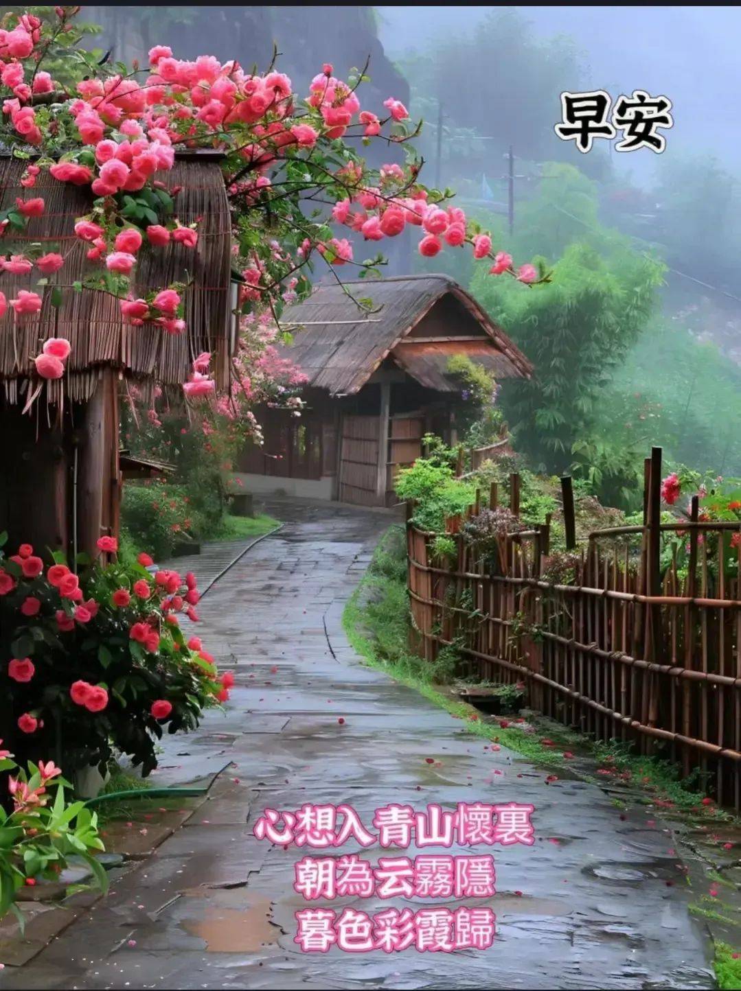 早安阳光图片花朵图片