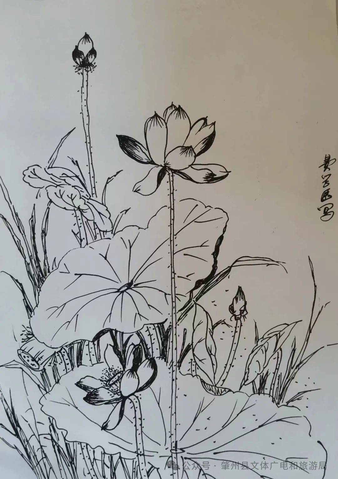 莲文化素描图片