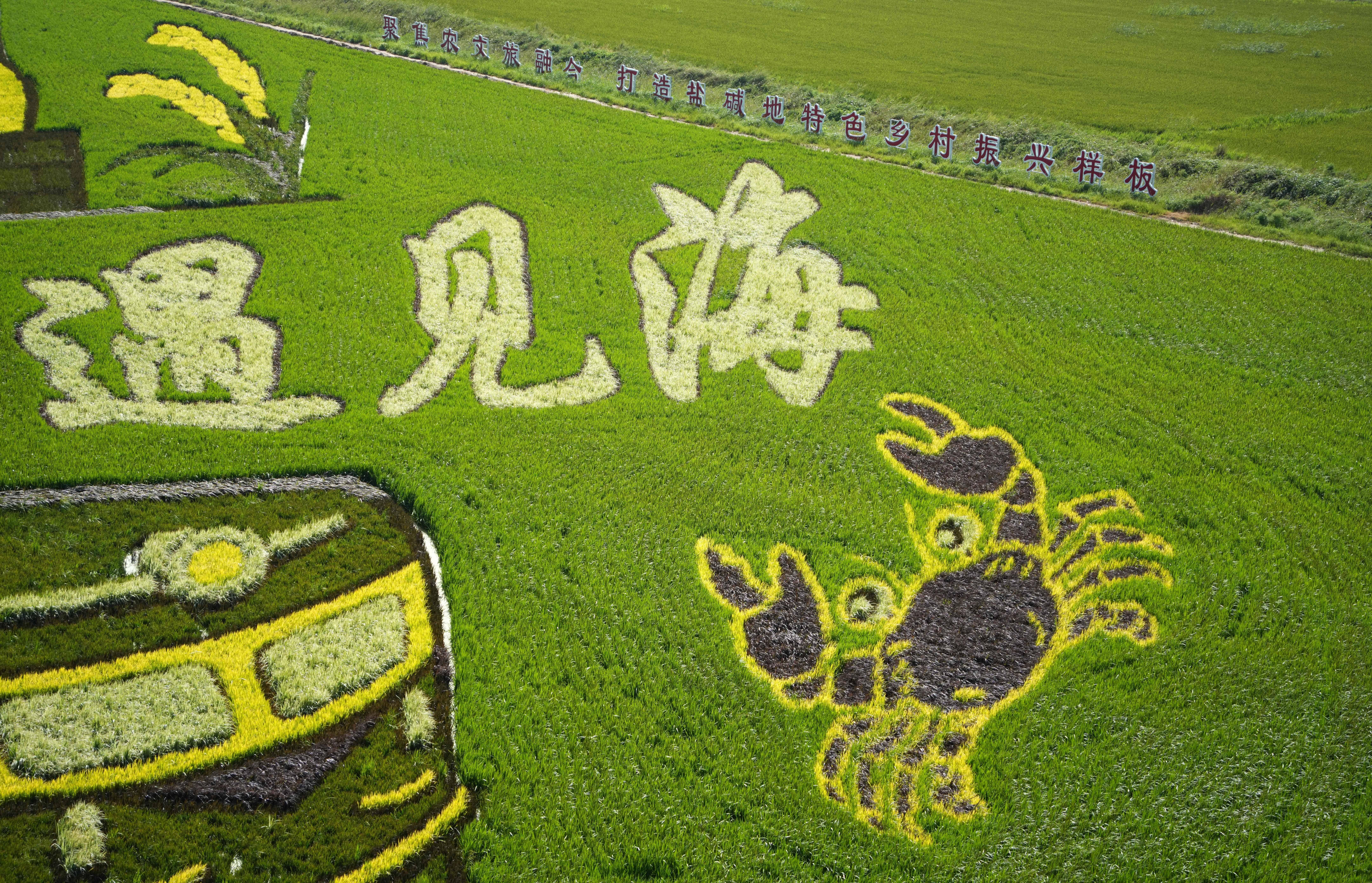 山东东营:稻田作画绘美景