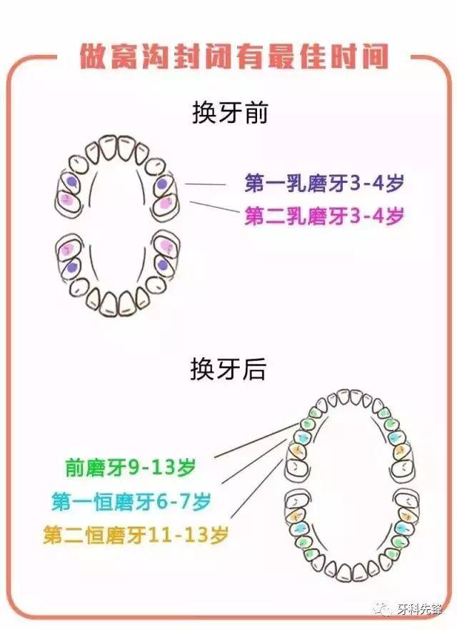 双尖牙的位置图图片