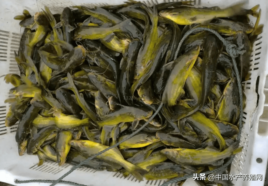 出事了!一路飙升的黄颡鱼暴跌了!部分养殖户恐慌卖鱼!