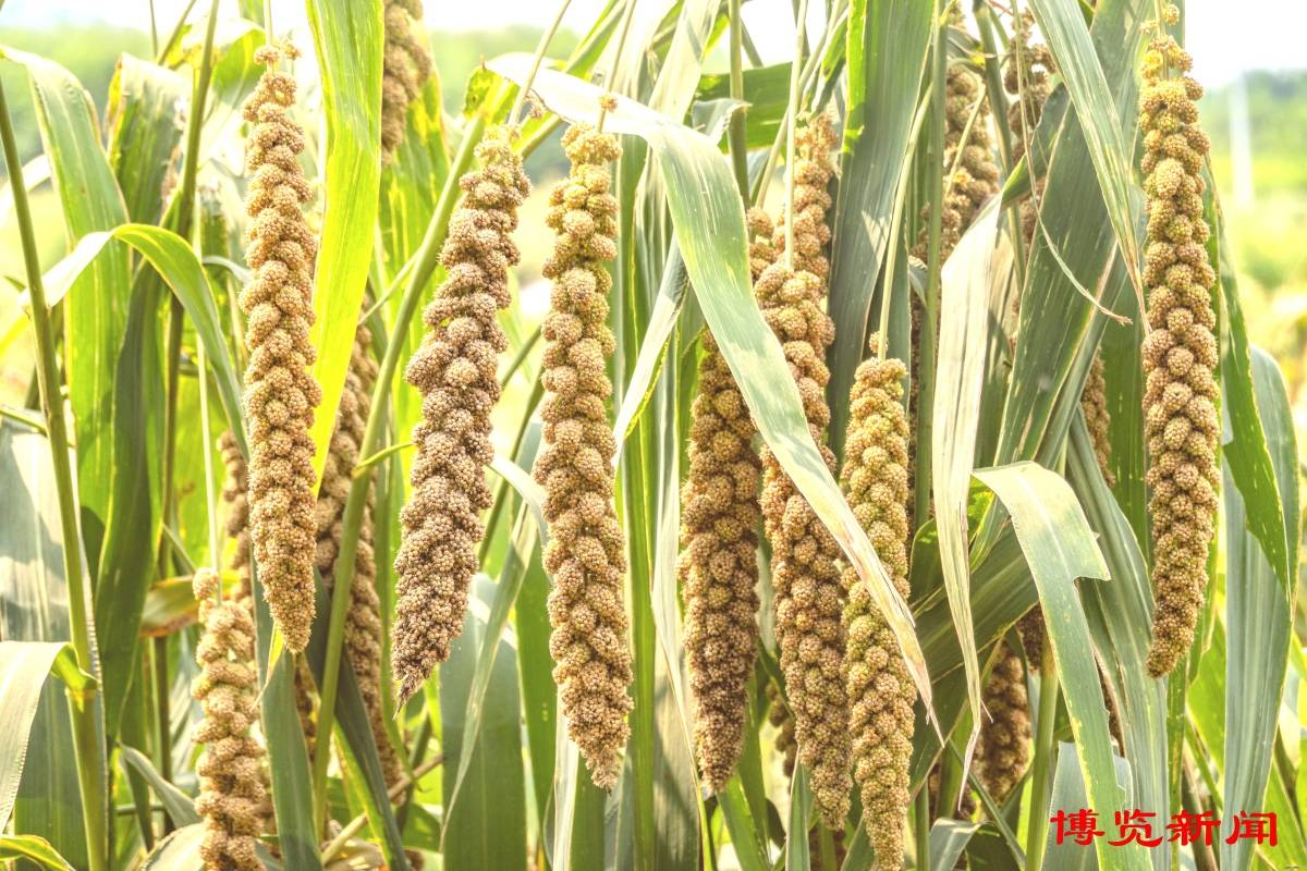 博览组图丨谷子丰收