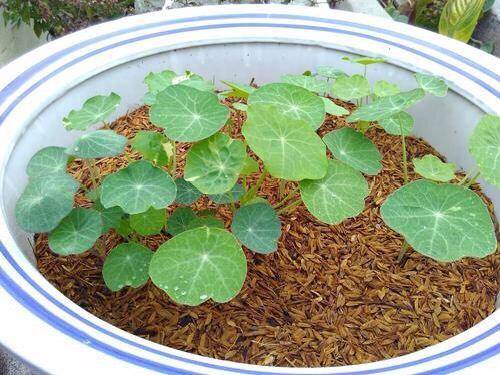 第四,茑萝因为它开花的数量超级多,而且花期也非常长,春