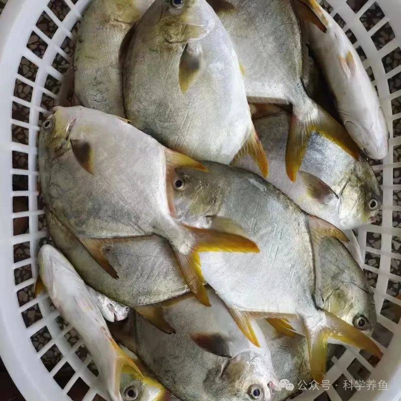 这条鱼塘口价一斤十几元,酒楼,饭店零售价是68元/斤!