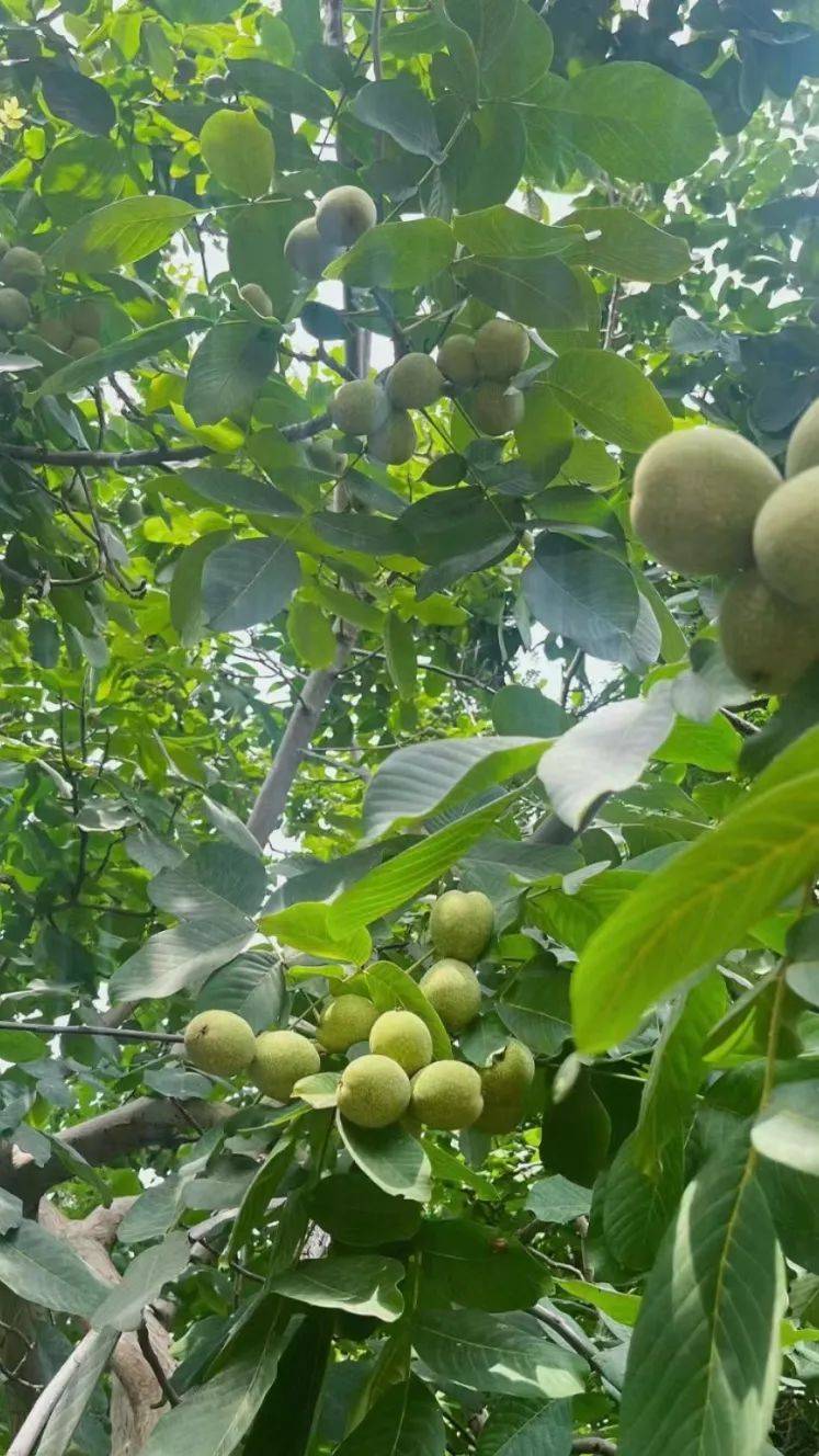 三岔镇:绿色核桃喜丰收 乡村振兴展新颜