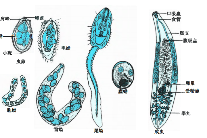 湖北疾控健康提示:千年"虫妖"还有它