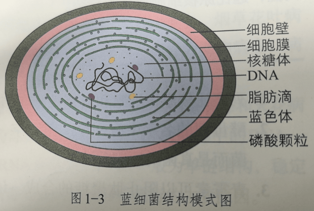 蓝细菌:细胞结构简单,没有核膜和核仁,只有拟核