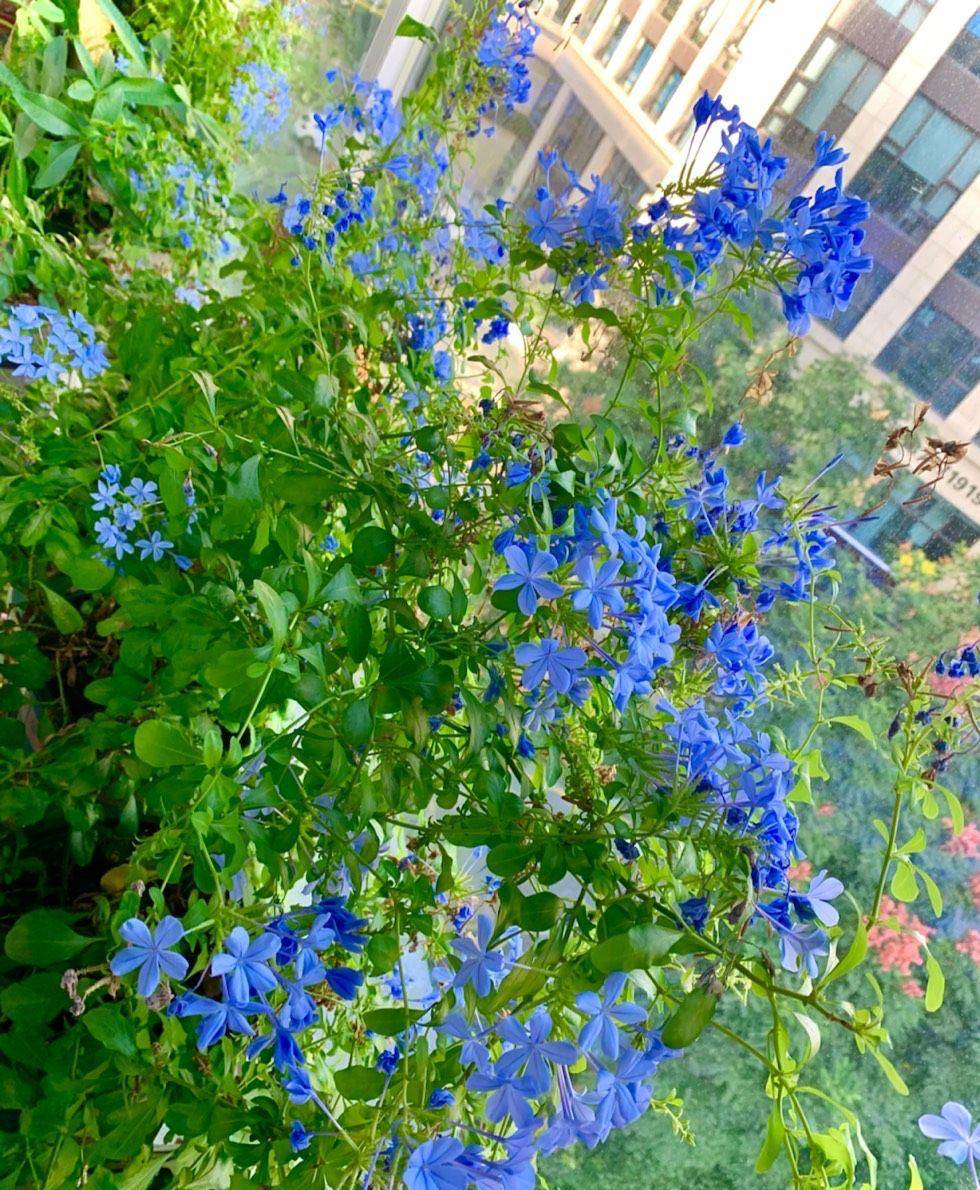适合养在室外露台的4种花,风吹日晒都不怕,皮实好养花很美
