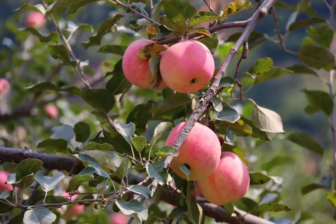 夏秋之交,邂逅绝美秦皇岛,帧帧如画!