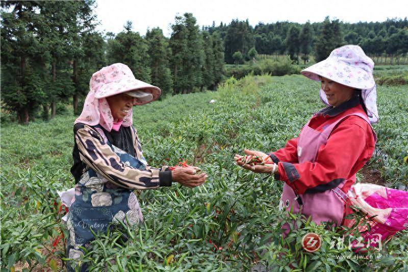 宣威乐丰:5000亩辣椒喜获丰收村民红火日子有奔头