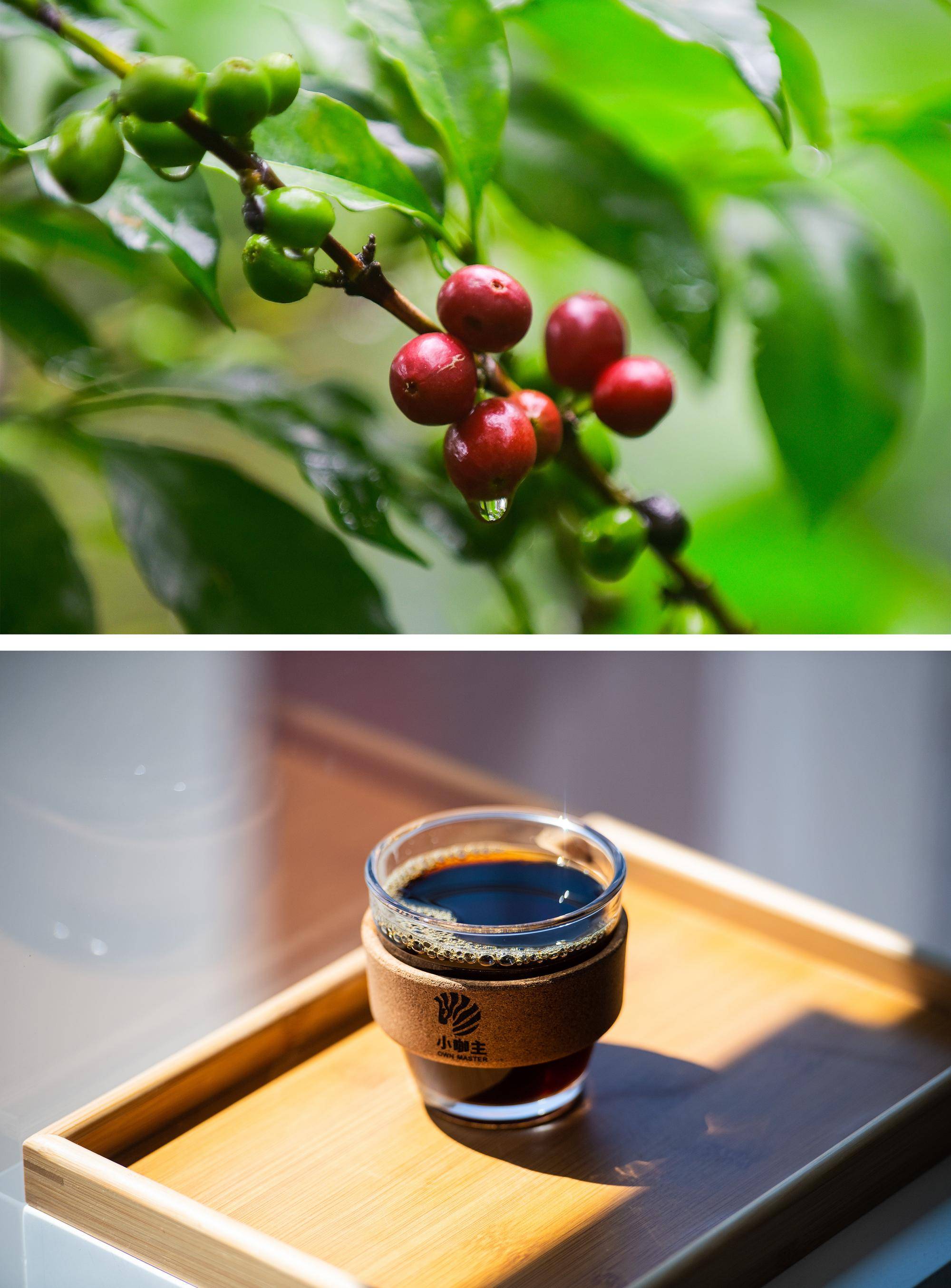 列国鉴·埃塞俄比亚 | 记者观察:变则通,埃塞咖啡产业正在"觉醒"