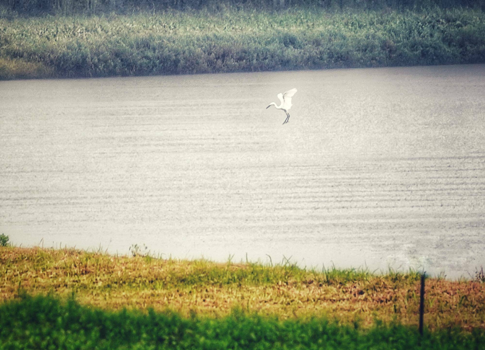 秋雨白露