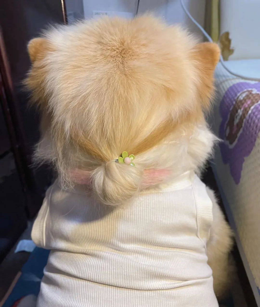 主人给狗狗扎了个双丸子头,全网被萌翻,然而一看正脸…没想到啊!